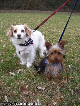 Bichon/Yorkie Ich bin Linus (ein Bichon-Yorkie) und das ist meine Freundin Lilli (ein Bichon-Chihuahua).