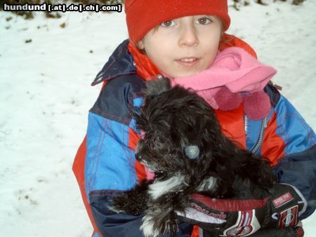 Bichon/Yorkie Hunde Foto 19556 Bichon/Yorkie unsere süssen Familienmitglieder
