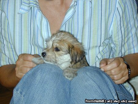 Bichon/Yorkie Hunde Foto 13978 Bichon/Yorkie