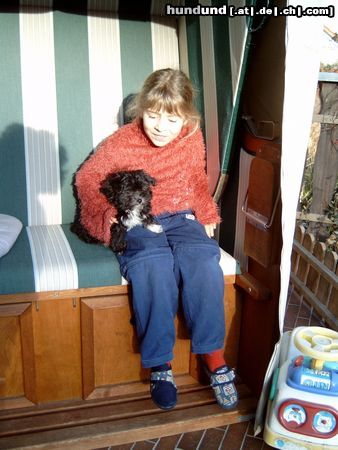 Bichon/Yorkie Hunde Foto 19555 Bichon/Yorkie unsere süssen Familienmitglieder