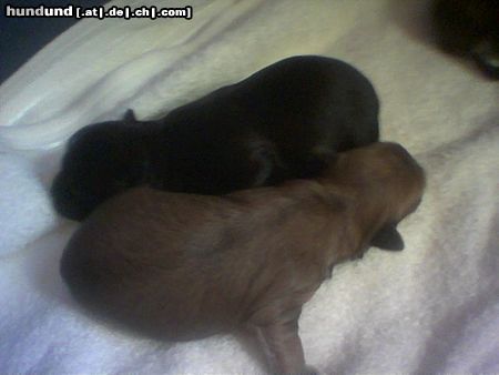 Bichon/Yorkie Hunde Foto 20266 Bichon/Yorkie Biyok \\\\\\\\