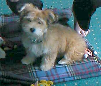 Bichon/Yorkie Hunde Foto 252 Bichon/Yorkie