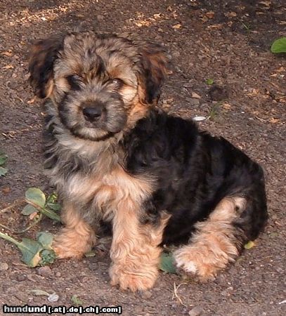 Bichon/Yorkie Barbie Beautie\'s Zarah 4 m