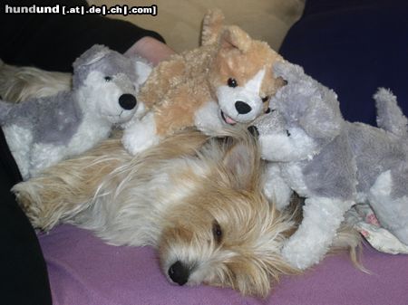 Bichon/Yorkie Hunde Foto 21775 Bichon/Yorkie Barbie Beauties Nemo Taylor