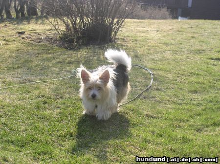 Bichon/Yorkie Hunde Foto 21882 Bichon/Yorkie Barbie Beauties Nemo Taylor