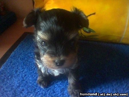 Bichon/Yorkie Hunde Foto 14607 Bichon/Yorkie Biyok-Color from little Dream