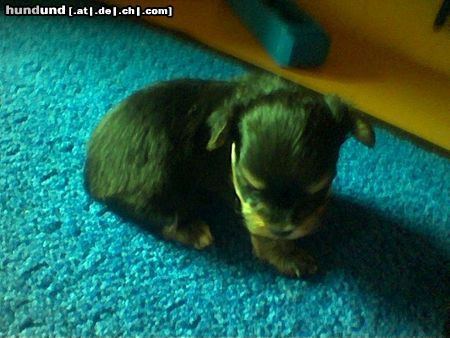 Bichon/Yorkie Hunde Foto 14596 Bichon/Yorkie Biyok-Color from little Dream