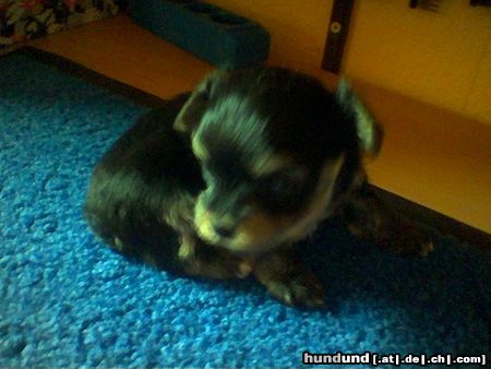 Bichon/Yorkie Hunde Foto 14599 Bichon/Yorkie Biyok-Color from little Dream