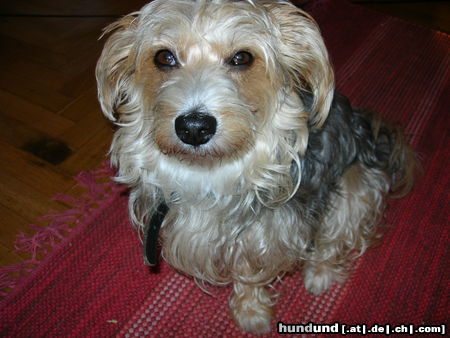 Bichon/Yorkie Hunde Foto 25349 Bichon/Yorkie Bichon/Yorkie Kassandra-Thyra