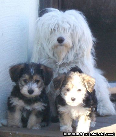 Bichon/Yorkie Hunde Foto 2838 Bichon/Yorkie Barbie Beauties Bombom, Kassandra and Katzy 7 w.