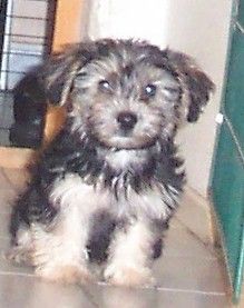 Bichon/Yorkie Hunde Foto 26908 Bichon/Yorkie Barbie Beautie's Cilla 10 v