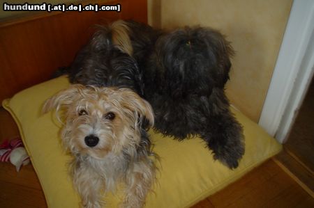 Bichon/Yorkie Hunde Foto 12760 Bichon/Yorkie Barbie beautys Kassandra (Thyra) 1½year