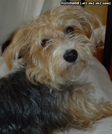 Bichon/Yorkie Hunde Foto 17353 in höherer Auflösung ansehen Bichon/Yorkie Kassandra/Thyra
