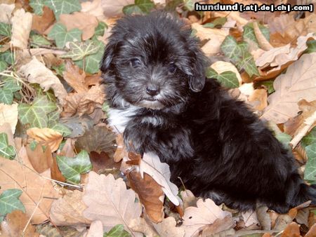 Bichon/Yorkie Hunde Foto 17633 Bichon/Yorkie Dipsy Rasse Biyok geb.9.10.04