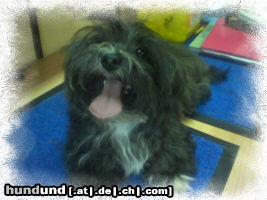 Bichon/Yorkie Hunde Foto 25820 Bichon/Yorkie Biyok \