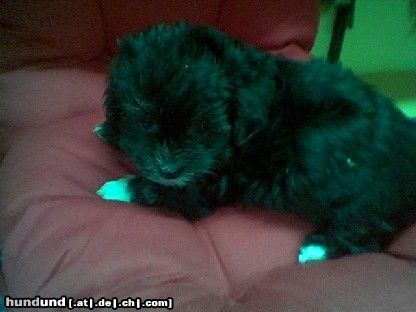Bichon/Yorkie Hunde Foto 16439 Bichon/Yorkie Color from little dream Welpe 6 Wochen