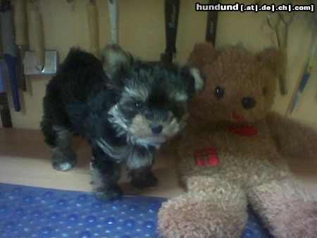 Bichon/Yorkie Hunde Foto 15395 Bichon/Yorkie Donald 9 Wochen