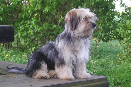 Bichon/Yorkie Barbie Beautie's Fatima 7 m