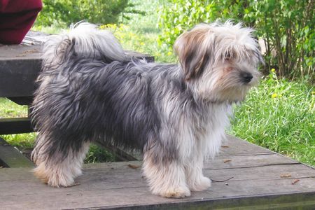 Bichon/Yorkie Barbie Beautie\'s Fatima 7 m