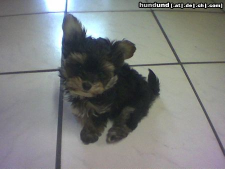 Bichon/Yorkie Hunde Foto 15460 Bichon/Yorkie Color from little dream Welpe 9 Wochen