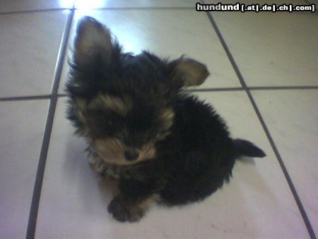 Bichon/Yorkie Hunde Foto 15461 Bichon/Yorkie Color from little dream Welpe 9 Wochen