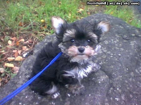 Bichon/Yorkie Hunde Foto 15462 Bichon/Yorkie Color from little dream Welpe 9 Wochen