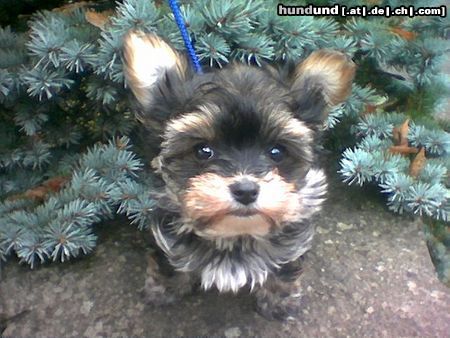 Bichon/Yorkie Hunde Foto 15464 Bichon/Yorkie Color from little dream Welpe 9 Wochen