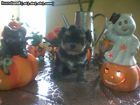 Bichon/Yorkie Hunde Foto 15396 Bichon/Yorkie Donald 9 Wochen