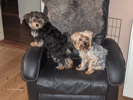 Bichon/Yorkie Theo and Frasse from 