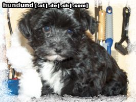 Bichon/Yorkie Biyok \