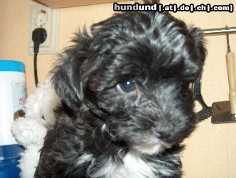 Bichon/Yorkie Hunde Foto 25823 in höherer Auflösung ansehen Bichon/Yorkie Biyok \\\\\\\\