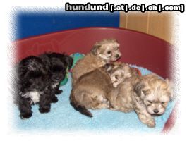 Bichon/Yorkie Hunde Foto 21769 in höherer Auflösung ansehen Bichon/Yorkie Biyok