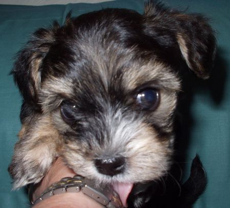 Bichon/Yorkie Barbie Beauties Skrållan as baby