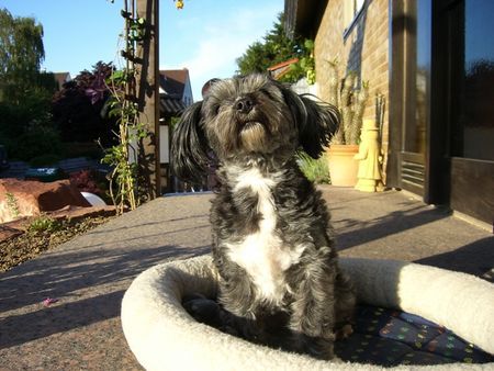 Bichon/Yorkie Hunde Foto 34131 Bichon/Yorkie MEIN LIEBLINGSPLATZ