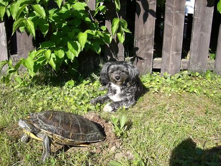 Bichon/Yorkie na,was macht denn die da?