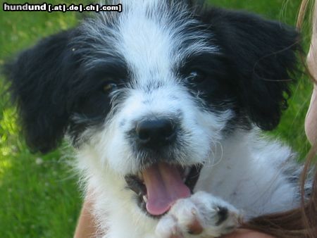 Bichon/Yorkie Hunde Foto 14100 Bichon/Yorkie Mein Name ist Panda. Bin ich ein Bichon/Yorkie?