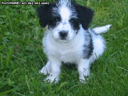 Bichon/Yorkie Hunde Foto 14104 Bichon/Yorkie PANDA