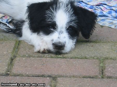 Bichon/Yorkie Hunde Foto 14101 Bichon/Yorkie PANDA