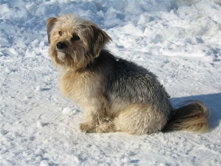 Bichon/Yorkie Barbie Beauties Newton 2,5 years old