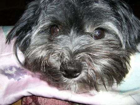 Bichon/Yorkie Hunde Foto 34128 Bichon/Yorkie bin ein kleiner Biyok