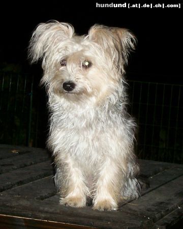 Bichon/Yorkie Hunde Foto 5943 Bichon/Yorkie Barbie Beauties Kajsa Pajsa 10 m