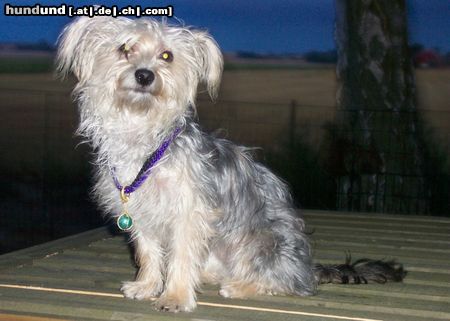 Bichon/Yorkie Hunde Foto 5242 Bichon/Yorkie Barbie Beauties Kajsa-Pajsa 8 m alte.