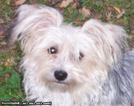 Bichon/Yorkie Hunde Foto 14258 Bichon/Yorkie Barbie Beauties Kajsa Pajsa typ Gremlin