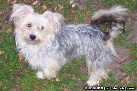 Bichon/Yorkie Hunde Foto 14257 Bichon/Yorkie Barbie Beauties Kajsa Pajsa typ Gremlin
