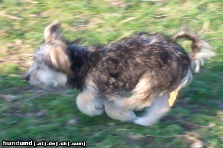 Bichon/Yorkie Hunde Foto 3640 Bichon/Yorkie Kajsa P is flying