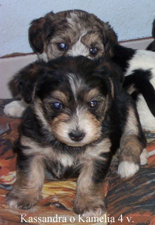 Bichon/Yorkie Hunde Foto 2081 Bichon/Yorkie Barbie Beauties Kassandra o Kamelia 4 w