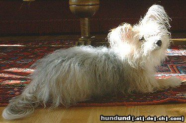 Bichon/Yorkie Hunde Foto 10243 Bichon/Yorkie