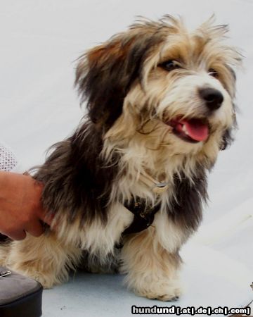 Bichon/Yorkie Hunde Foto 14266 Bichon/Yorkie Barbie Beauties Kingston typ Teddy Bear