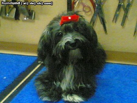 Bichon/Yorkie Hunde Foto 21170 Bichon/Yorkie Biyok-Color from little Dream