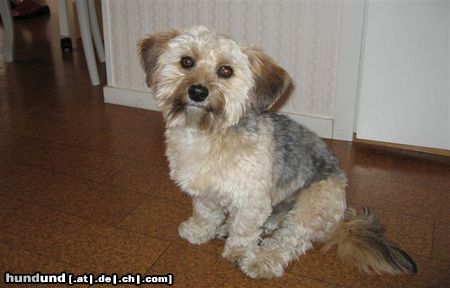 Bichon/Yorkie Hunde Foto 25181 Bichon/Yorkie Barbie Beautie\'s Newton. 2 år och nyklippt